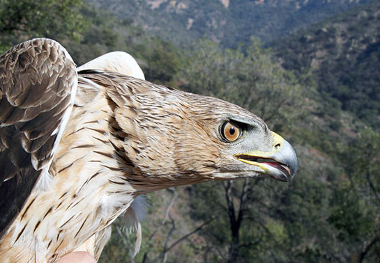 Bonelli's eagle